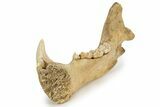 Fossil Cave Bear (Ursus spelaeus) Lower Jaw - Romania #243213-8